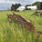 ji-case-5-bottom-14"-pull-type-plow-image-7
