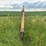 mayrath-truck-auger-image-3