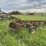 ji-case-5-bottom-14"-pull-type-plow-image-1