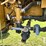 ag-chem-rogator-854-image-39