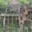 15’-rotary-hoe-image-11