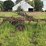 moline-5-bottom-14”-pull-type-plow-image-8