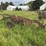 moline-5-bottom-14”-pull-type-plow-image-7