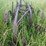 massey-ferguson-14-image-23