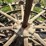 (2)-oliver-skeleton-wheels-image-5