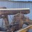 minneapolis-moline-1200-corn-sheller-image-74
