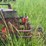 ji-case-5-bottom-14"-pull-type-plow-image-22