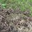 #7497-•-(2)-tractor-tire-chains-image-6