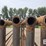 24'-free-standing-panels-(bid-per-unit)-image-9