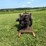 nice-original-ih-mogul-1.5hp-image-2