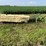 krone-242-9'-3-pt-disc-mower-image-2