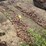 #7484-•-(2)-tire-chains-image-6