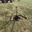 horse-drawn-potato-plow-image-5