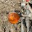 honda-450-image-35