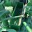 1953-john-deere-g-image-95