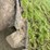 minneapolis-moline-a4t1600-image-27