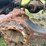 pup-trailer-image-12