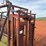 cattle-chute-image-7
