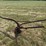 horse-drawn-potato-plow-image-4