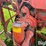 allis-chalmers-roto-baler-image-14
