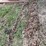 #7497-•-(2)-tractor-tire-chains-image-1