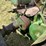 1953-john-deere-g-image-36