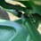 1952-john-deere-g-image-37