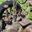 john-deere-model-a-image-43