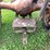 #6681-•-1937-allis-chalmers-tractor-image-10