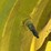 john-deere-model-a-image-23