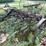 #7496-•-antique-field-cultivator-image-5