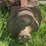 farmall-f30-image-23
