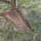 horse-drawn-potato-plow-image-9