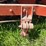 allis-chalmers-with-sickle-mower-image-60