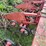 #7461-•-miller-row-crop-cultivator-image-6