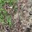#7497-•-(2)-tractor-tire-chains-image-7