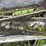 #7494-•-antique-seeder-image-12