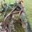 #7492-•-antique-plow-image-3