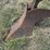 horse-drawn-potato-plow-image-10