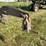 john-deere-subsoiler-image-8