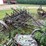 #7496-•-antique-field-cultivator-image-3
