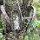 #7495-•-antique-horse-drawn-potato-digger-image-12