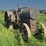 mccormick-deering-titan-10-20-image-7