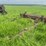 caterpillar-r5-crawler-and-blade-image-45