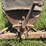 massey-harris-image-13
