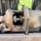 caterpillar-twenty-crawler-image-32
