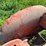 allis-chalmers-with-sickle-mower-image-45