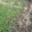 #7497-•-(2)-tractor-tire-chains-image-4