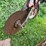 #7468-•-international-harvester-multi-bottom-plow-image-20