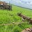 caterpillar-r5-crawler-and-blade-image-46